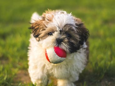 绿色草地西施犬玩球摄影图片