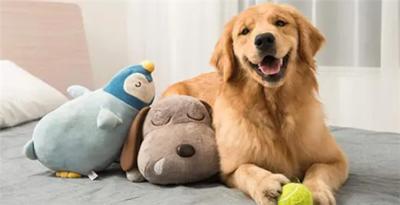 金毛犬“狗咬狗”伤了泰迪犬,主人要赔偿吗?