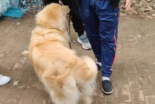 金毛不知离别,叼着绳子不停转,再见时被卖狗狗悲伤找主人