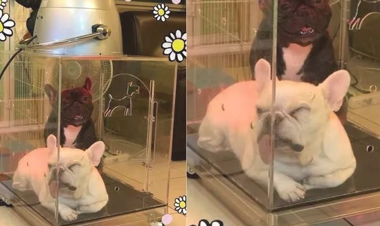 斗牛犬凭着一条不知道从哪租来的舌头，提前准备刚开始C位出道了？