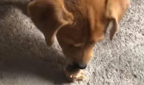 土狗见到小伙手上的肉，持续图示把肉丢在土里，网民：土狗不容易抢