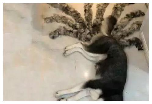 女子下班回家，发现狗狗睡在地上不对劲，仔细看清后尖叫出门