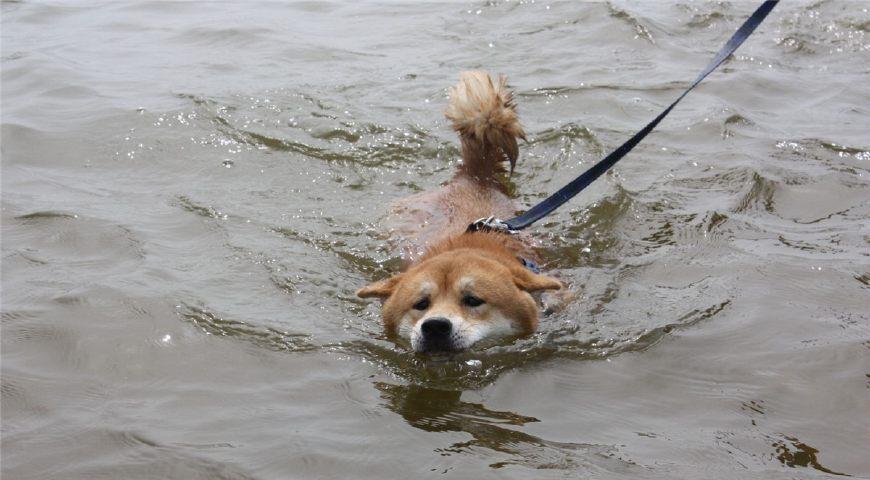 柴犬的性格比较温和, 但是也会做出一些比较鲁莽的行为