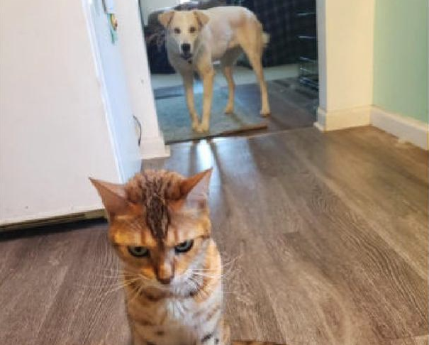 狗狗偷吃了幼猫猫粮，猫咪气呼呼跑到主人眼前控诉，猫：帮我主持公道
