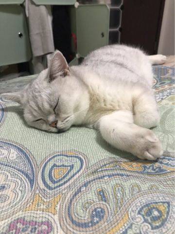 今年年初，小Lucky经历了一场生死，突如其来的腹泻，原本瘦弱的身躯更加渺小，看病期间看着你躺在偌大的床上，特别的心疼，往返医院，瘦弱到连血都无法抽出，贫血、腹泻，从诊断到免疫力低下到确诊为肝炎，你已经大小便失禁，肌无力，好像一坨打湿的棉花，这一刻我眼泪刷刷的掉，你战胜了困扰了大半年的猫藓，却又经历这一场生死，看着你濒死的样子，我狠下心死马当活马医，给你喂药，居然出现奇迹，短短三天，居然可以开始吃些东西，可以自己嚼了、一个星期开始慢慢下地，虽然还是蹒跚的，但我无比兴奋、坚持喂了20天，虽然在后期