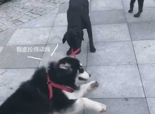 二哈赖地面上不愿回家，被伙伴强制拉回家，狗：别丢狗了