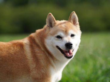 高清可爱日本柴犬图片