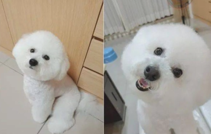 狗子晚上醒来要吃的,铲屎官一看它的脸...笑喷了!
