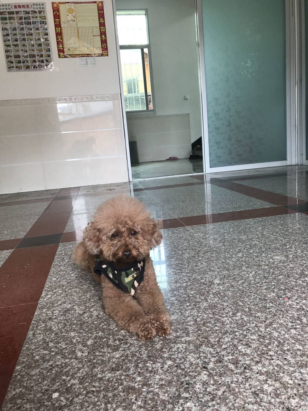 贵宾狗狗很乖，绝不咬人