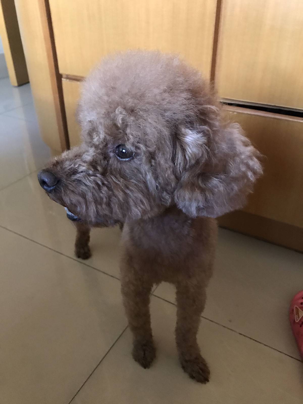 贵宾狗狗很乖，绝不咬人