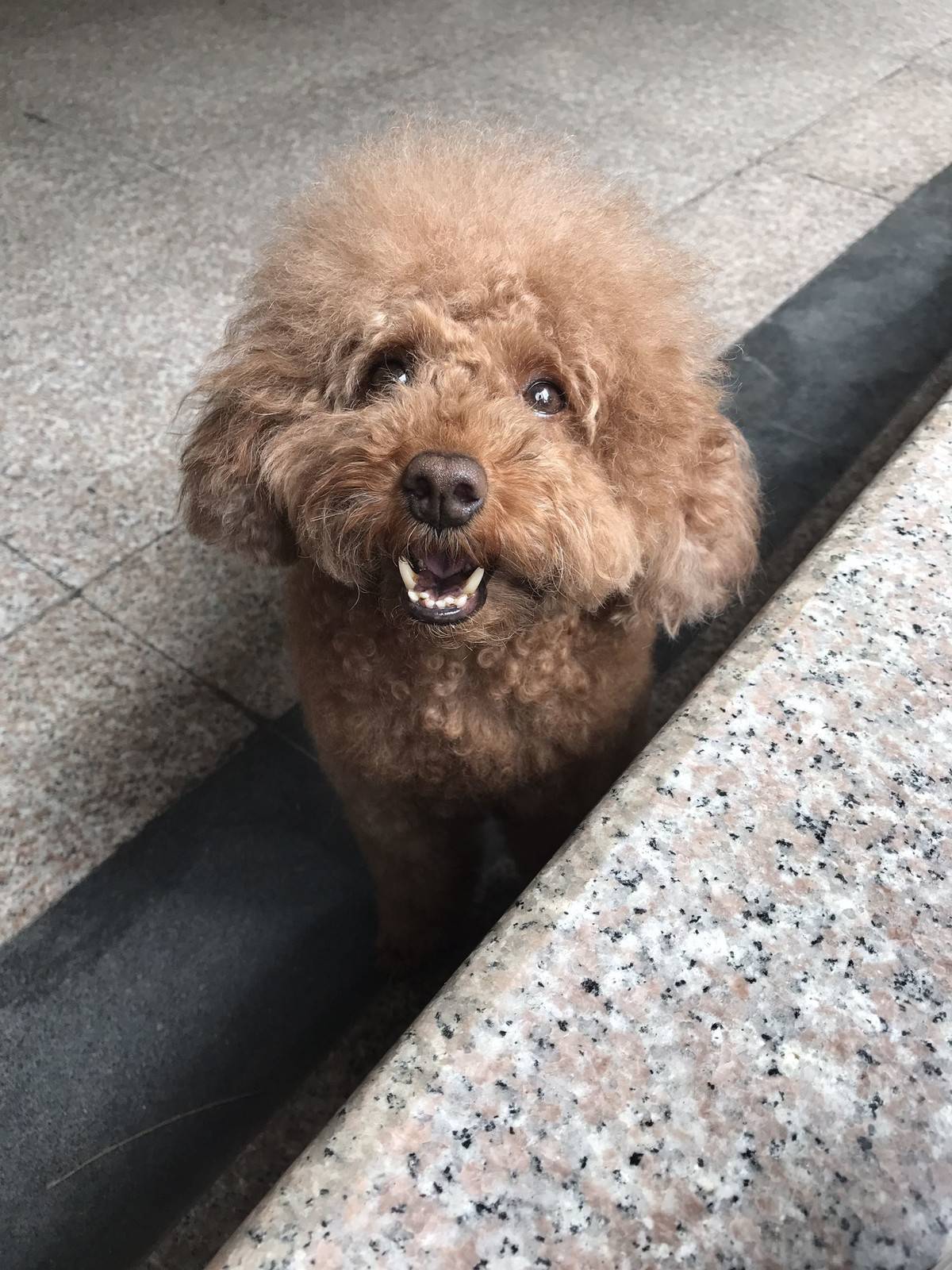 贵宾狗狗很乖，绝不咬人