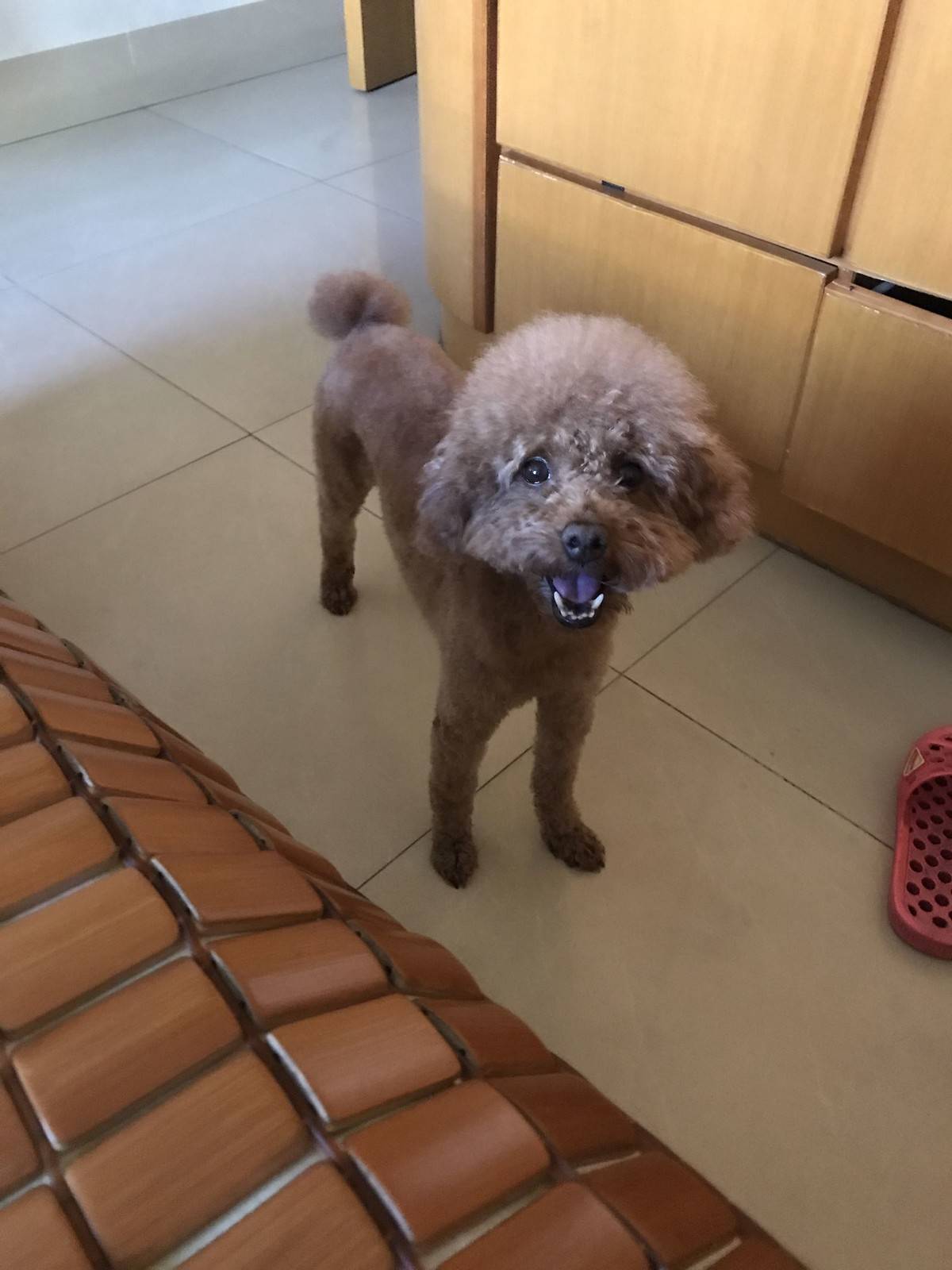 贵宾狗狗很乖，绝不咬人