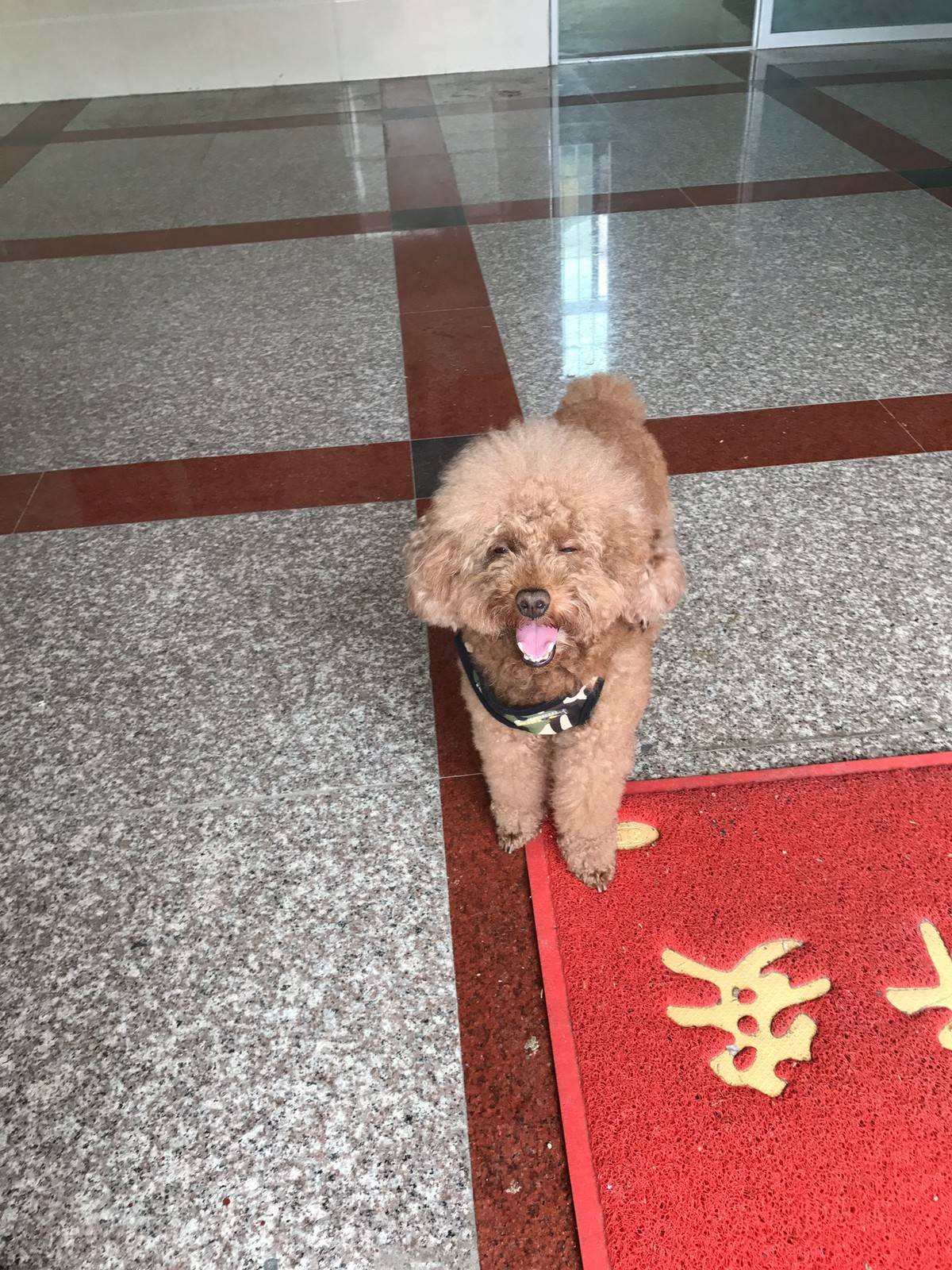 贵宾狗狗很乖，绝不咬人