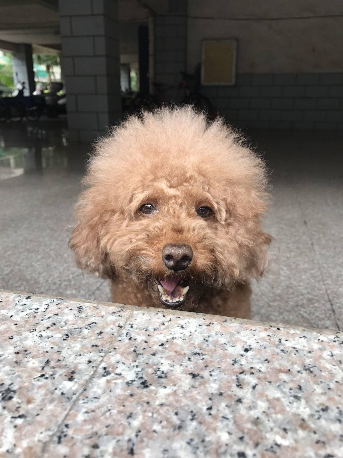 贵宾狗狗很乖，绝不咬人