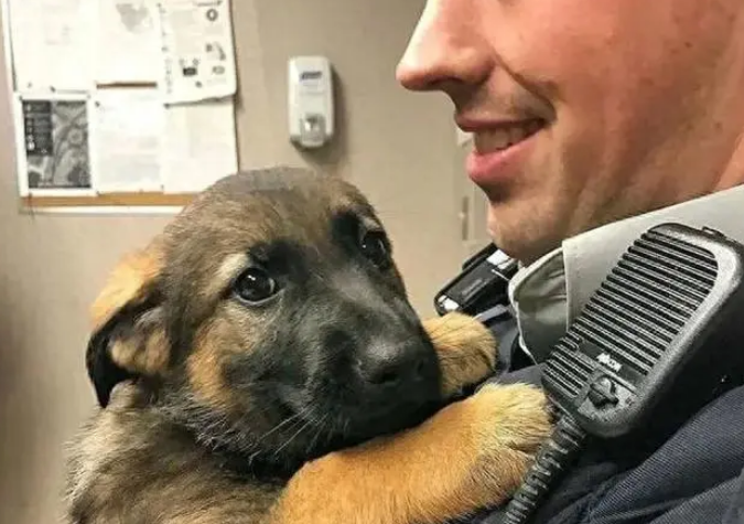 警犬考试不及格,结果被学校“开除”,委屈的样子让人心疼