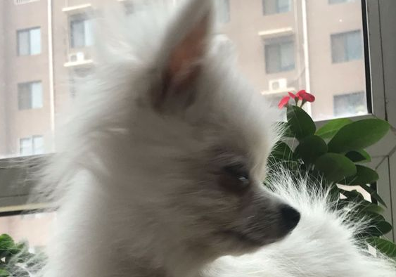 小狗被主人家抛弃，仅因它的毛量很差，网友感觉它挺讨人喜欢决策收留