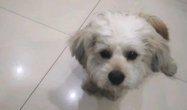 女生顺手把自己狗子丢在马路边,随后又对小家伙说:你“随意”了