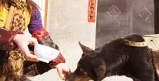 小狗每一次扛吊物，要走4钟头山路，坚持不懈了8年，身后缘故感人至深泪下！