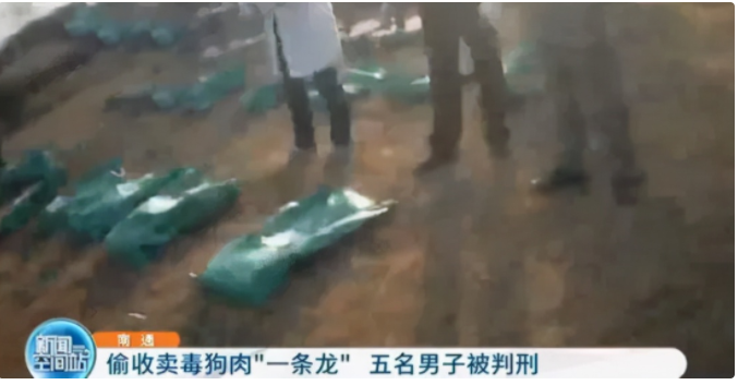 别拿别人的宠物当畜生！盗猫毒狗很残忍，更有可能违法