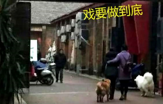 主人遛狗晕倒，金毛萨摩耶反应天差地远，其中一只就是白眼狼