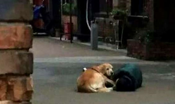 主人遛狗晕倒，金毛萨摩耶反应天差地远，其中一只就是白眼狼