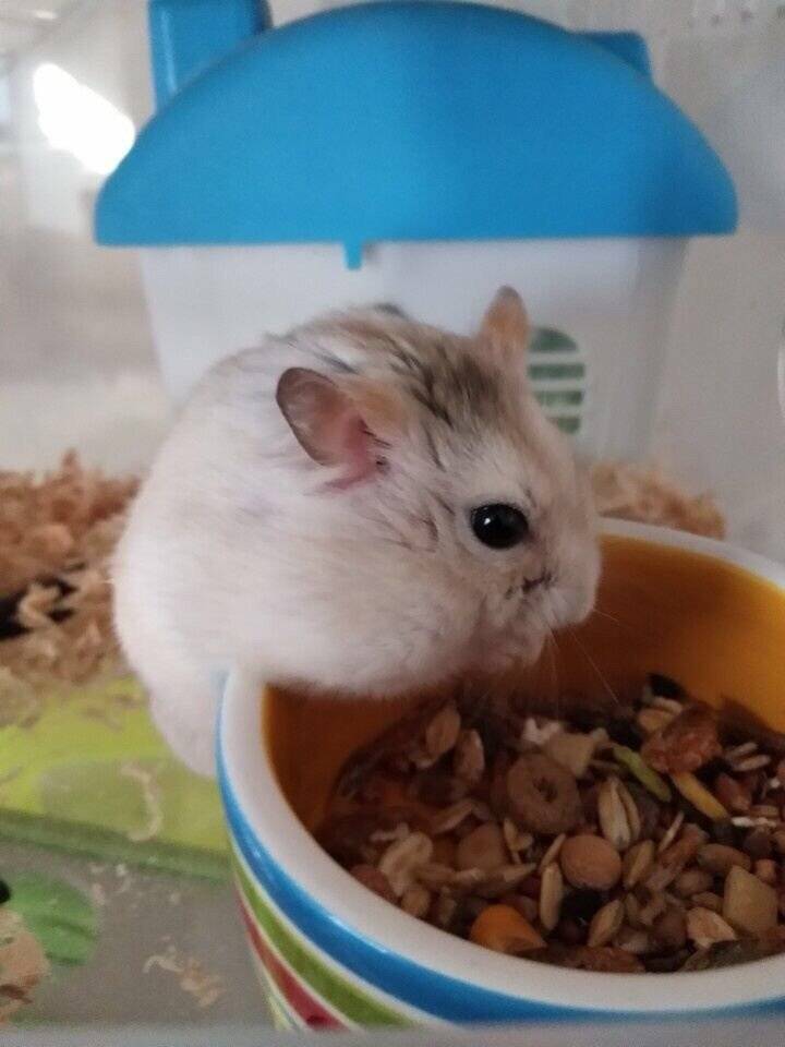 仓鼠