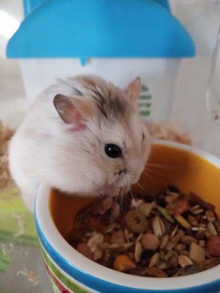 仓鼠