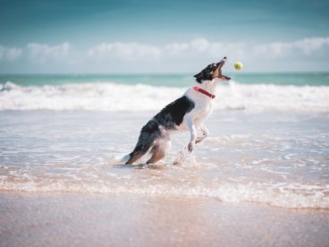 边境牧羊犬海边嬉戏图片