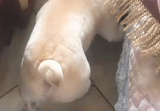 主人袭击狗狗的小屁屁，没想到却被狗咬眼神限时秒杀