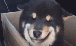 三千买回只宠物犬，朋友都说太贵，当网友打开箱子看见后觉得值得