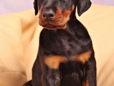 美系杜宾犬图片