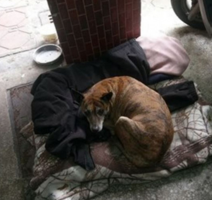 忠犬：虎斑狗狗遭弃4年，每日仍彷徨后巷，盼与前主人相逢