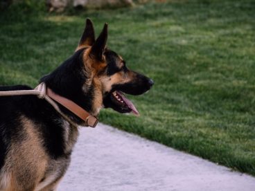 狼犬成年犬图片