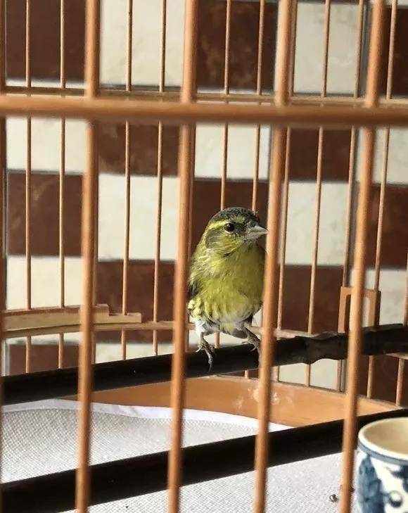 干净漂亮的小黄雀，养了快一年