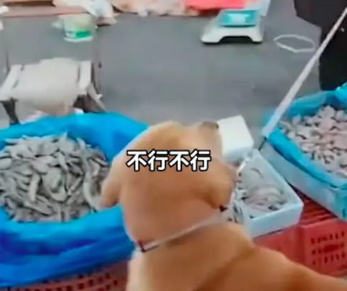 狗狗在虾摊上尿尿，老板要求主人买下价值1千8的虾，双方争执不下