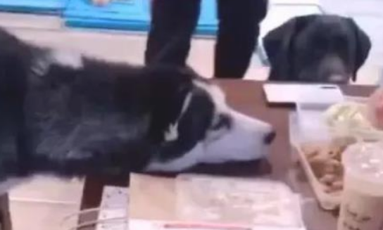 二哈贪吃浮想联翩的盯住主人的肉,狗狗:我也看一下就行