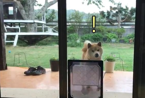主人给柴犬准备宠物门，结果它愣了一下后，偏偏和主人作对