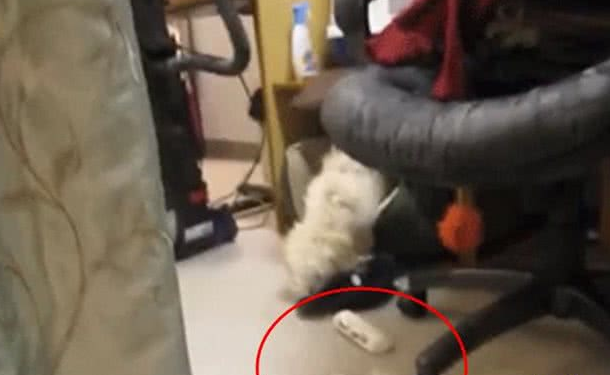 狗狗在家搞破坏，被现场抓包后先是一愣，接下来的反应够我笑半年