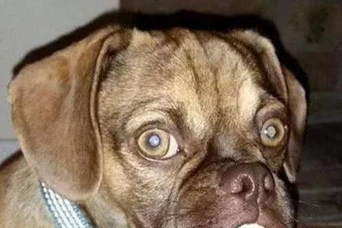 狗狗也有恐惧症？
