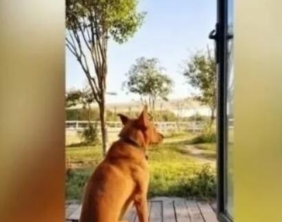 遛狗时爱犬走丢，找到时已被剥皮取肉…监控拍下这一幕