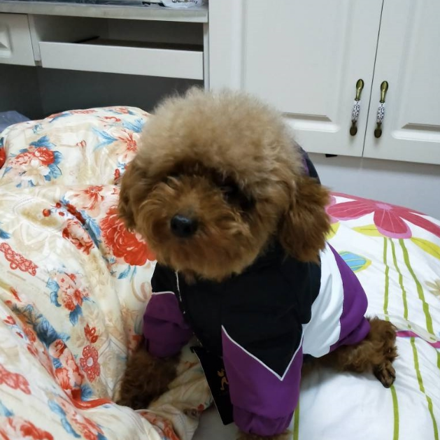 可爱的泰迪犬深受主人的眷顾，当说起它的经历时，人们都心酸了