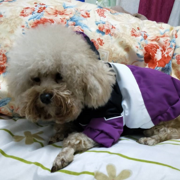 可爱的泰迪犬深受主人的眷顾，当说起它的经历时，人们都心酸了