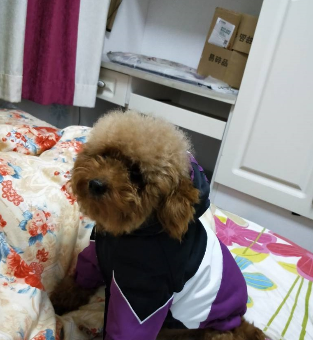 可爱的泰迪犬深受主人的眷顾，当说起它的经历时，人们都心酸了