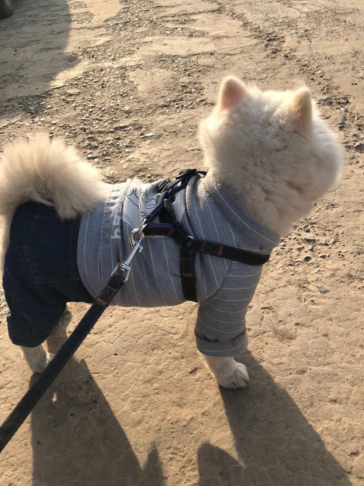 多多君 拍你个正脸怎么就那么难呢？ 从来不给正脸