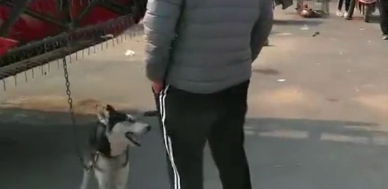哈士奇拆家犯二,被主人牵去狗市贩卖,二哈站在主人跟前满眼深情