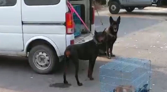 哈士奇拆家犯二,被主人牵去狗市贩卖,二哈站在主人跟前满眼深情