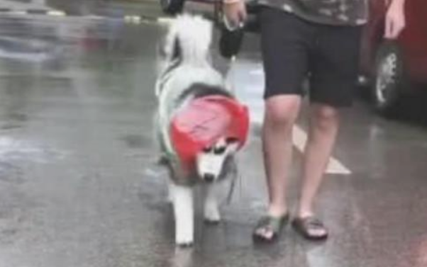 雨天的小狗造型,而二哈还是那麼吸引人的目光,果真不同寻常!