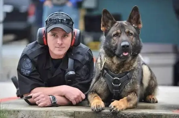 警犬电视剧属于什么类型 | 警犬不是狗，警花不是花，《警花与警犬》不一般