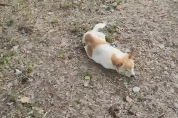 一只趴在草地上流浪狗，对世界已失去信任，在原地默默等待死亡！