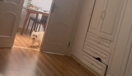 主人生病躺着，狗狗还以为死了在客厅哀嚎